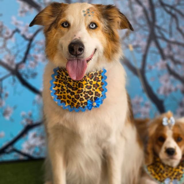 Cachorros com bandanas de oncinha no cenário de cerejeiras