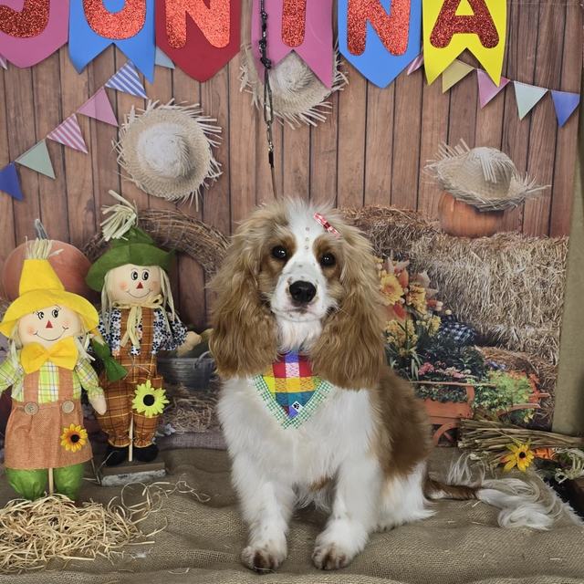 Cocker no cenário de festa junina com bandana xadrez