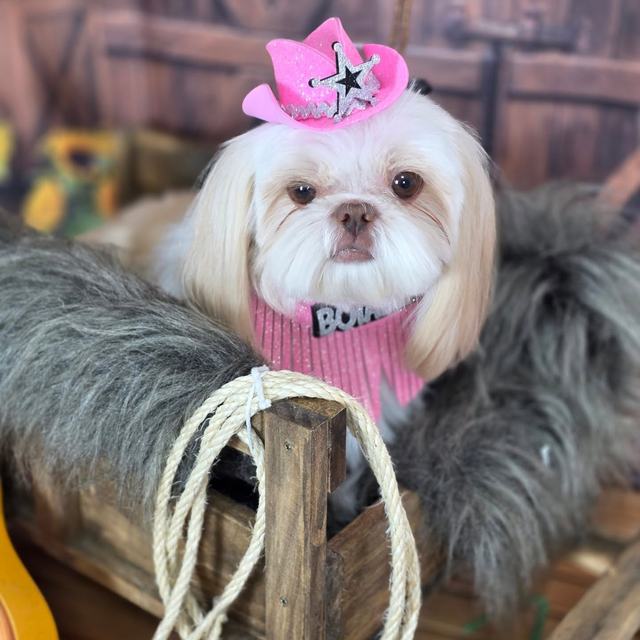 Shih Tzu com chapéu de cowboy rosa