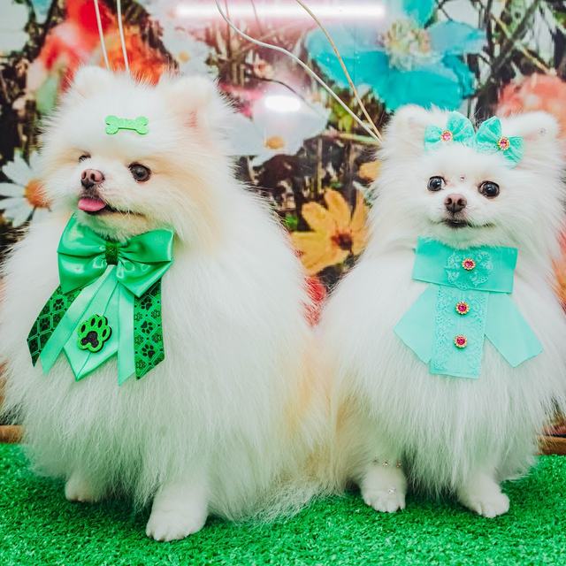 Dois Lulus da Pomerânia brancos com gravatas verdes