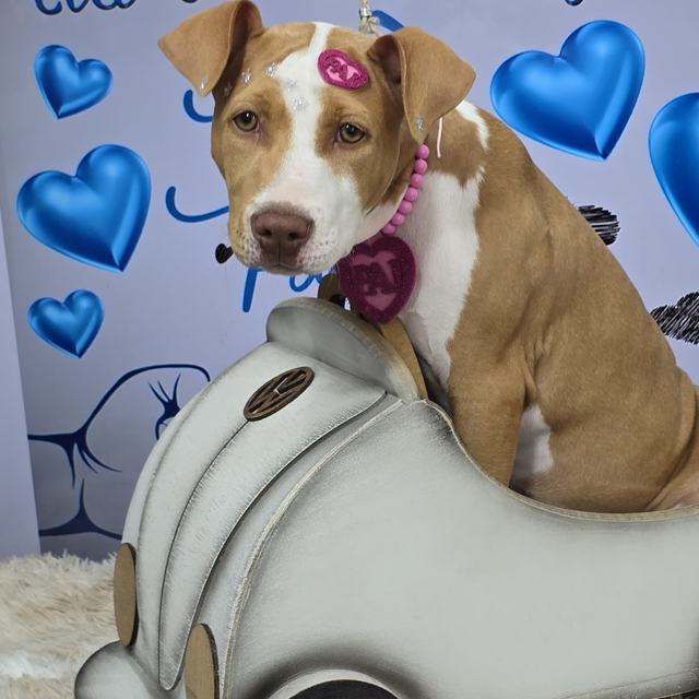 Cachorro caramelo e branco num carrinho de brinquedo