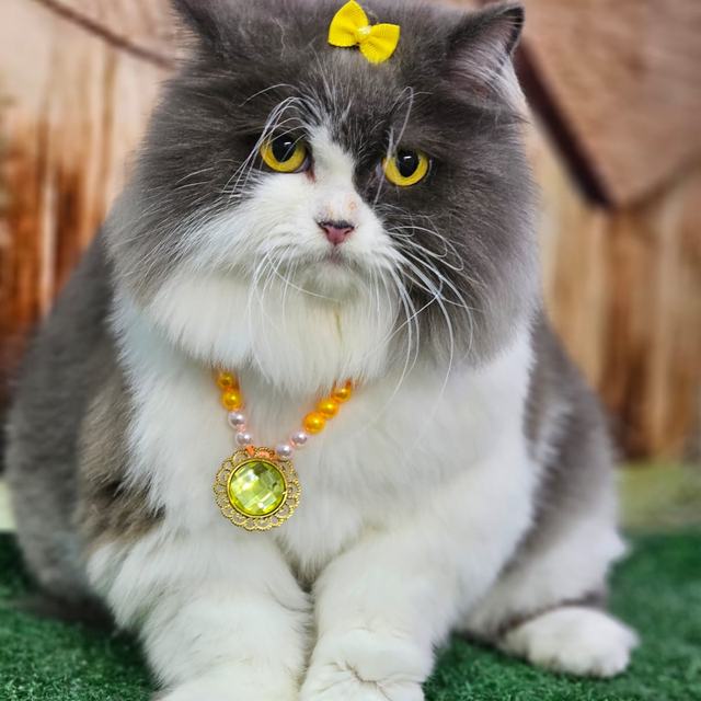 Gato cinza e branco com laço amarelo e colar